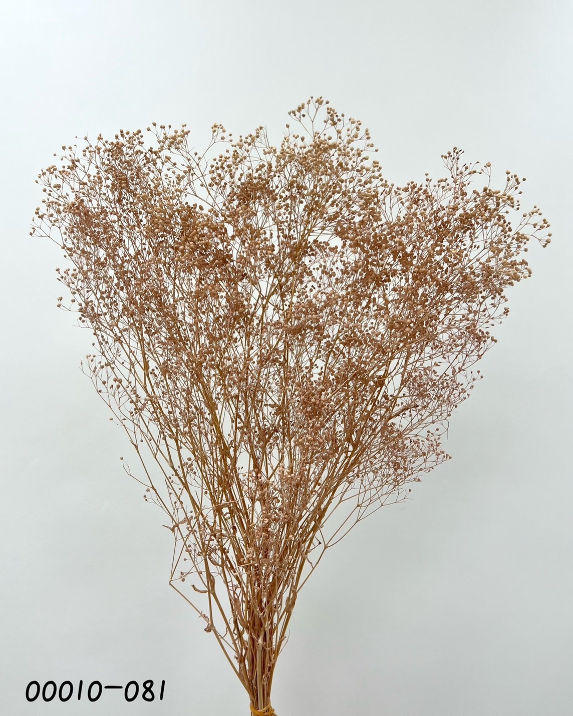 日本不凋迷你滿天星 00010-081