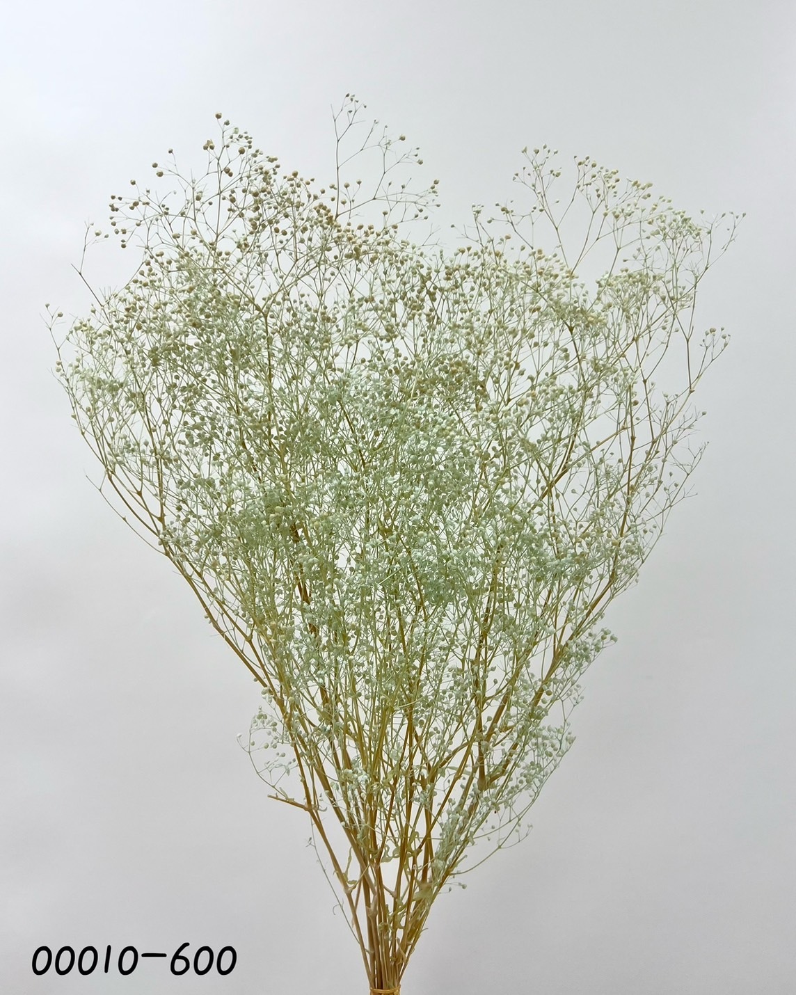 日本不凋迷你滿天星 00010-600