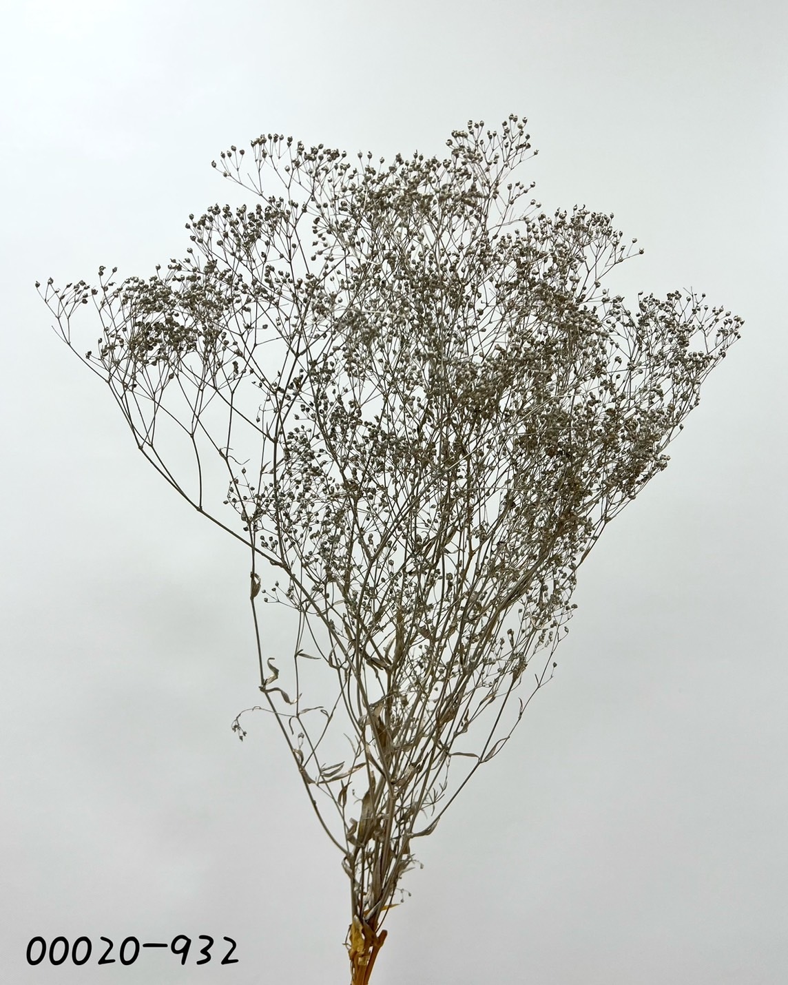 日本不凋迷你滿天星 00020-932