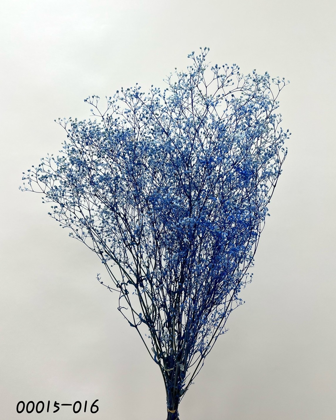 日本不凋迷你滿天星 00015-016