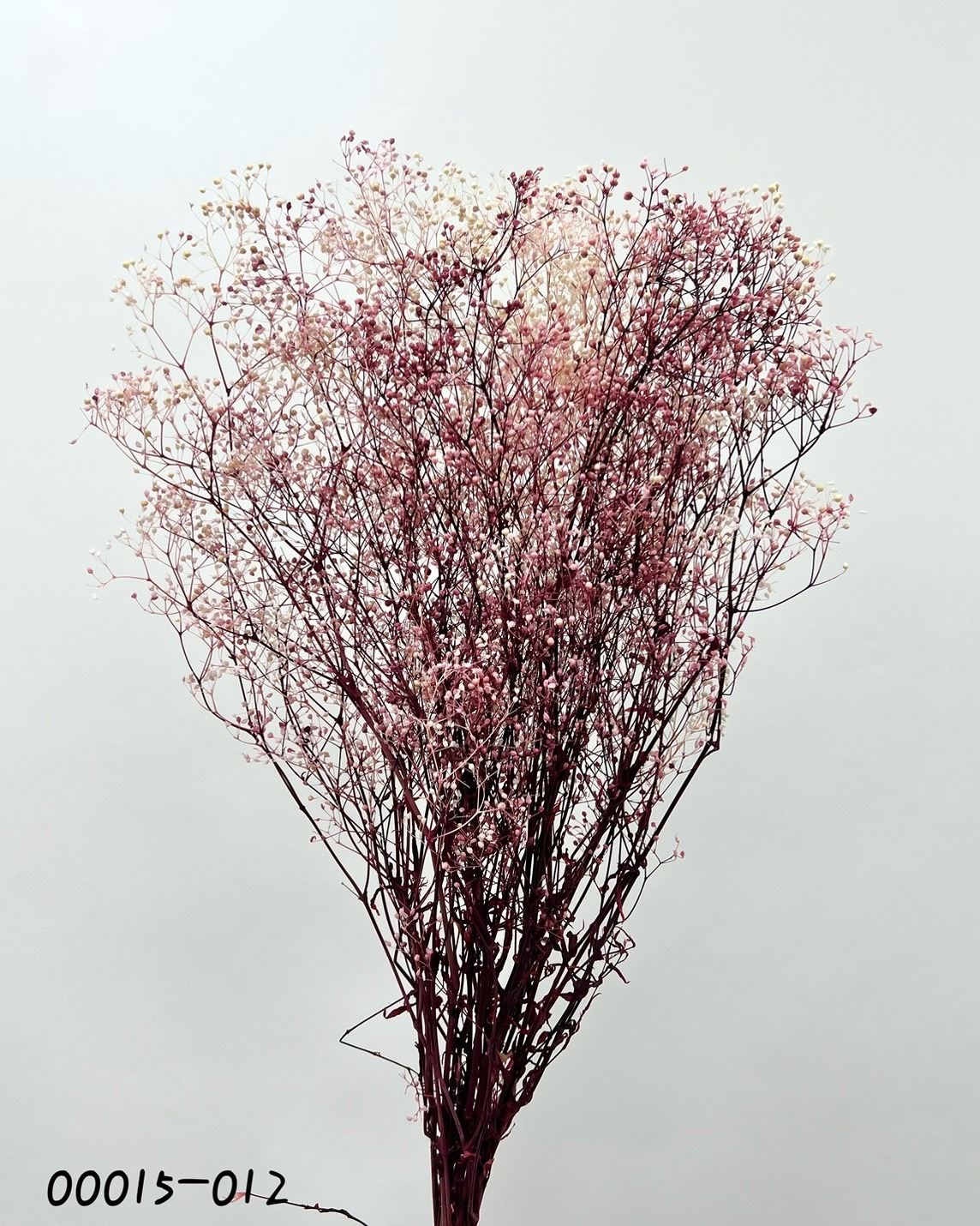 日本不凋迷你滿天星 00015-012