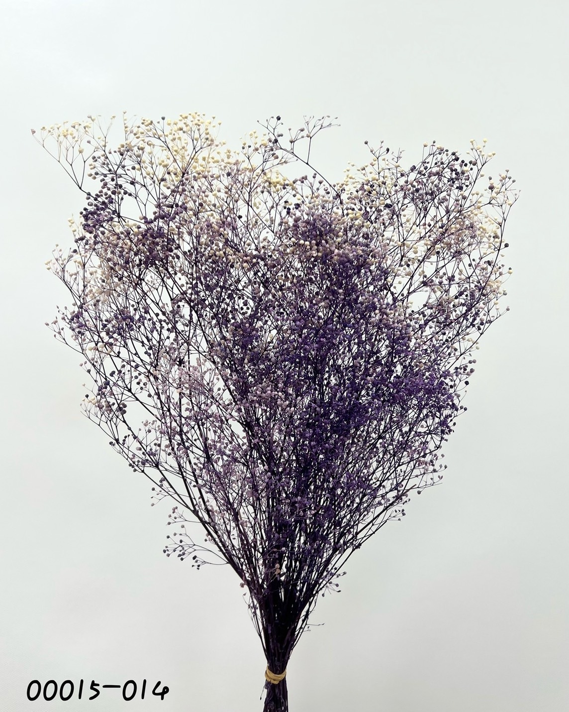 日本不凋迷你滿天星 00015-014