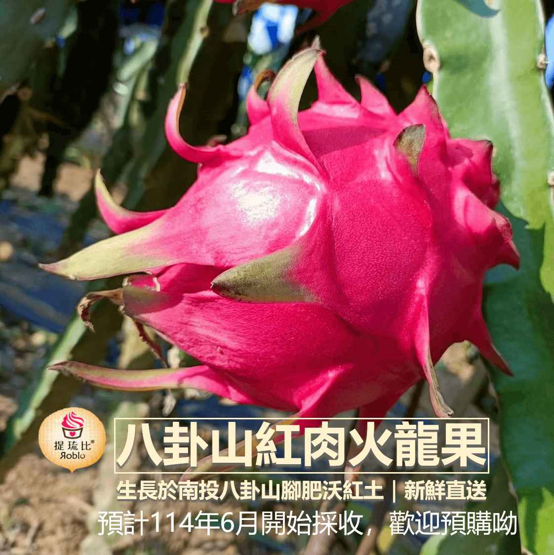 （預計114年6月開始採收）八卦山紅肉火龍果  pitaya｜南投八卦山腳紅土種植 【產地直送免運費!】