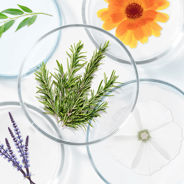 7 種滋養植物成分