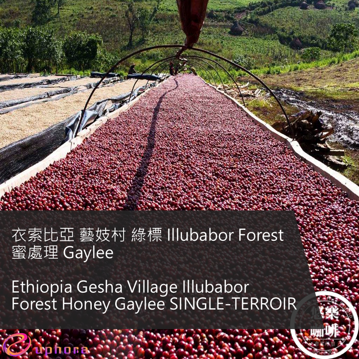 衣索比亞 藝妓村 綠標 Illubabor Forest 蜜處理 Gaylee