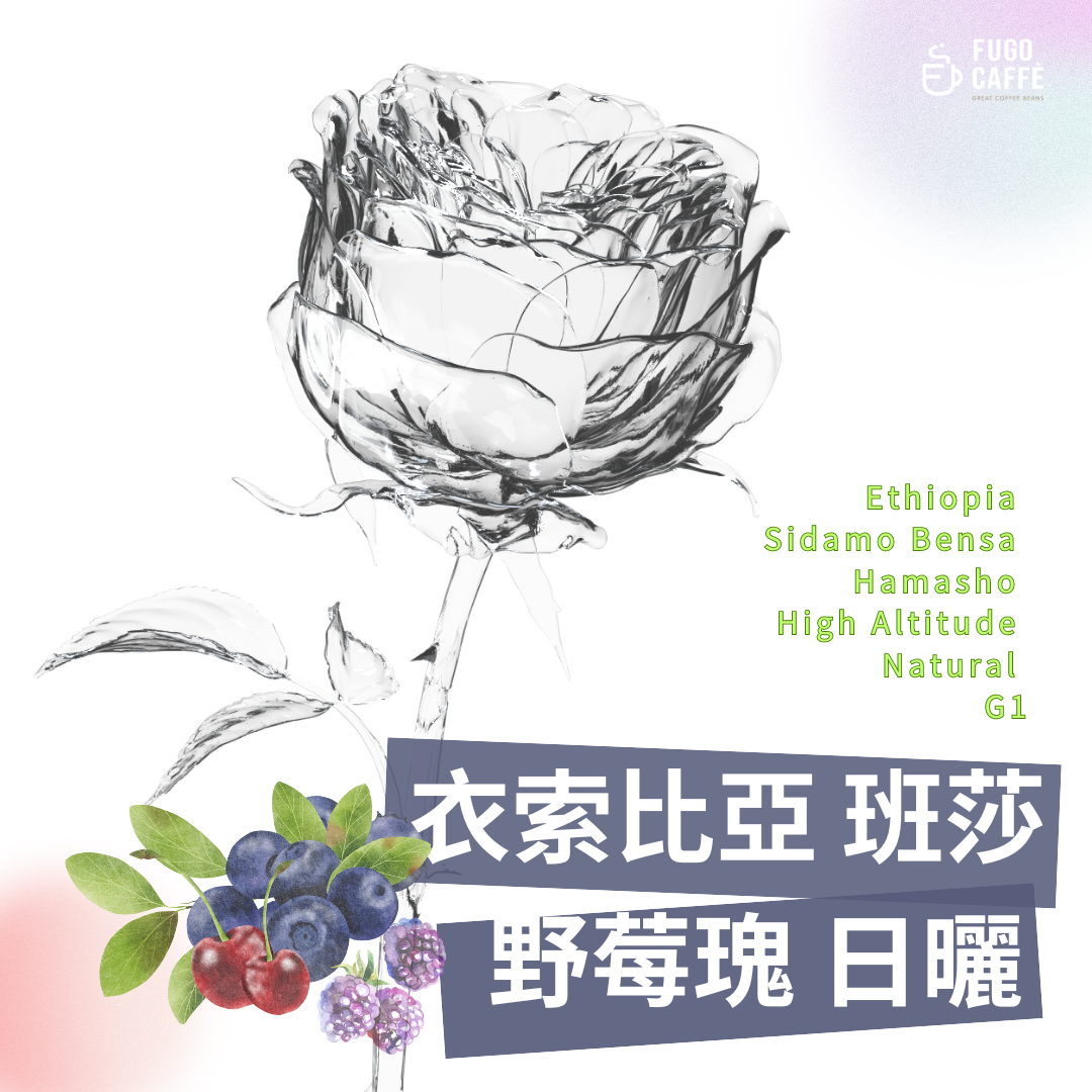 衣索比亞 班莎 野莓瑰 日曬 G1