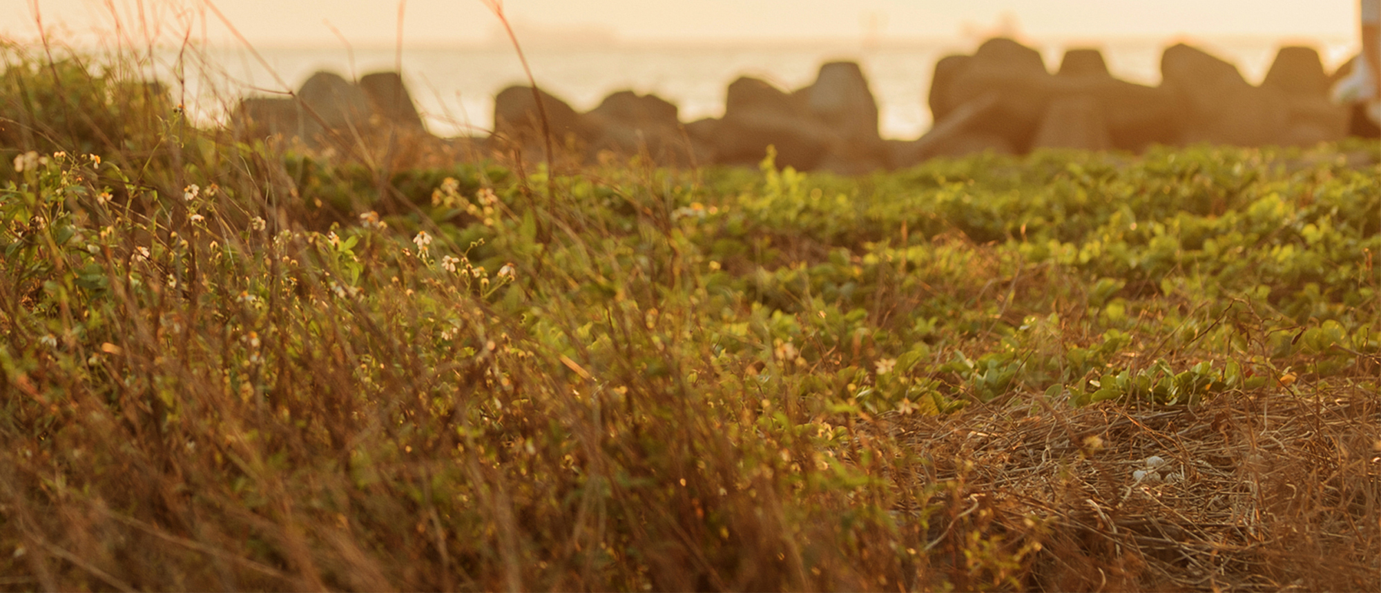 印茴。光|淨化平衡臉部護理