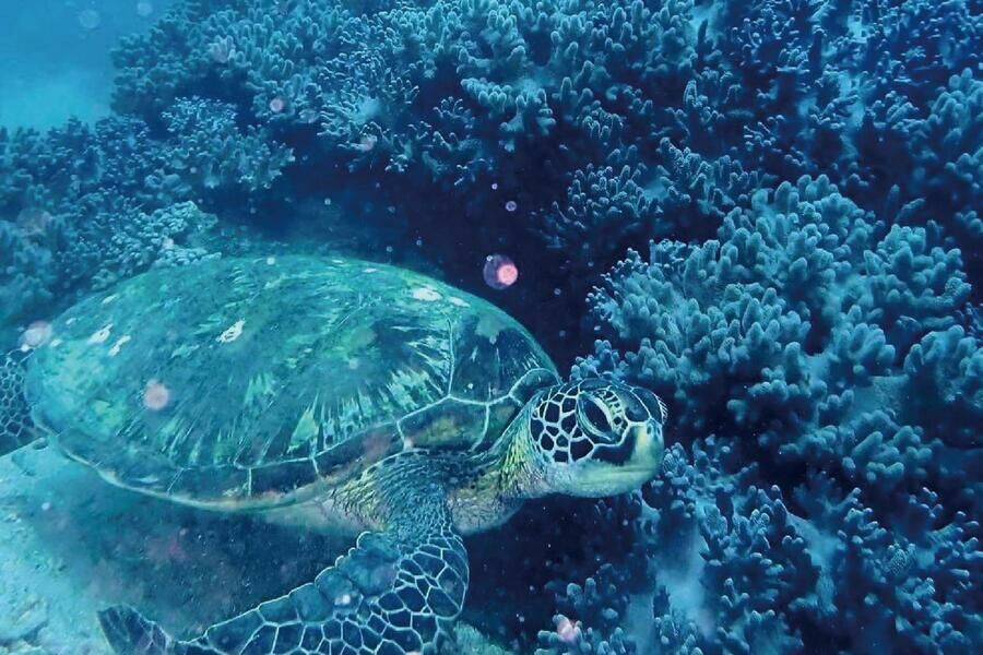 墾丁萬里桐 浮淺體驗