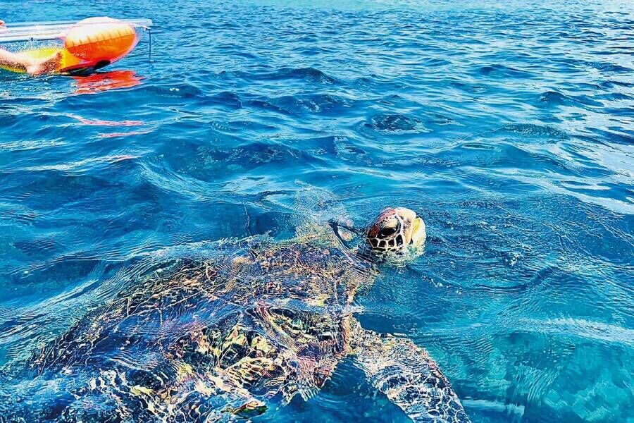 小琉球射手座俱樂部 - 海龜