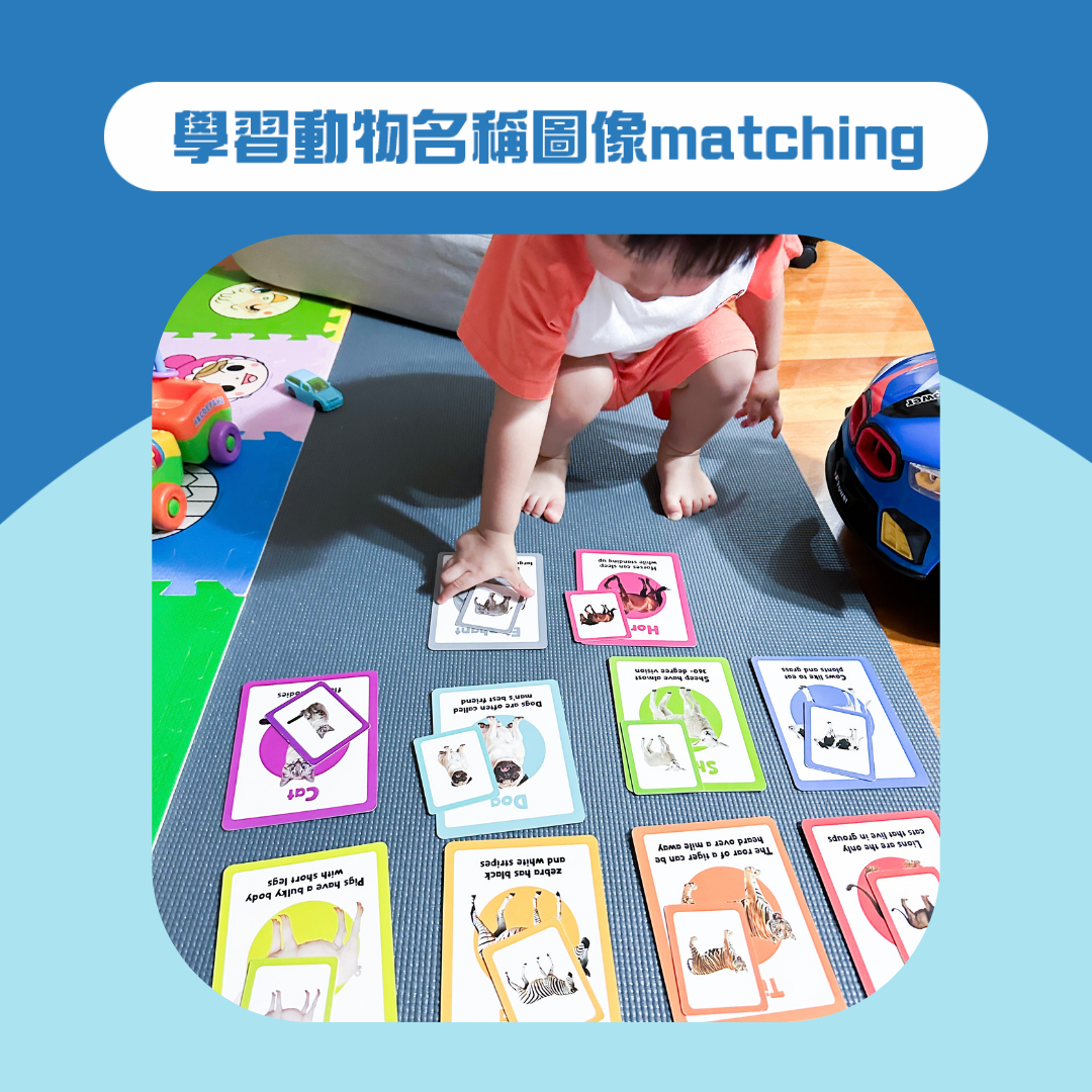 Curios®️英文動物配對卡