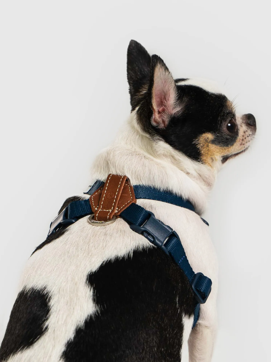【SPUTNIK】EXPLORE 寵物胸背帶｜藍