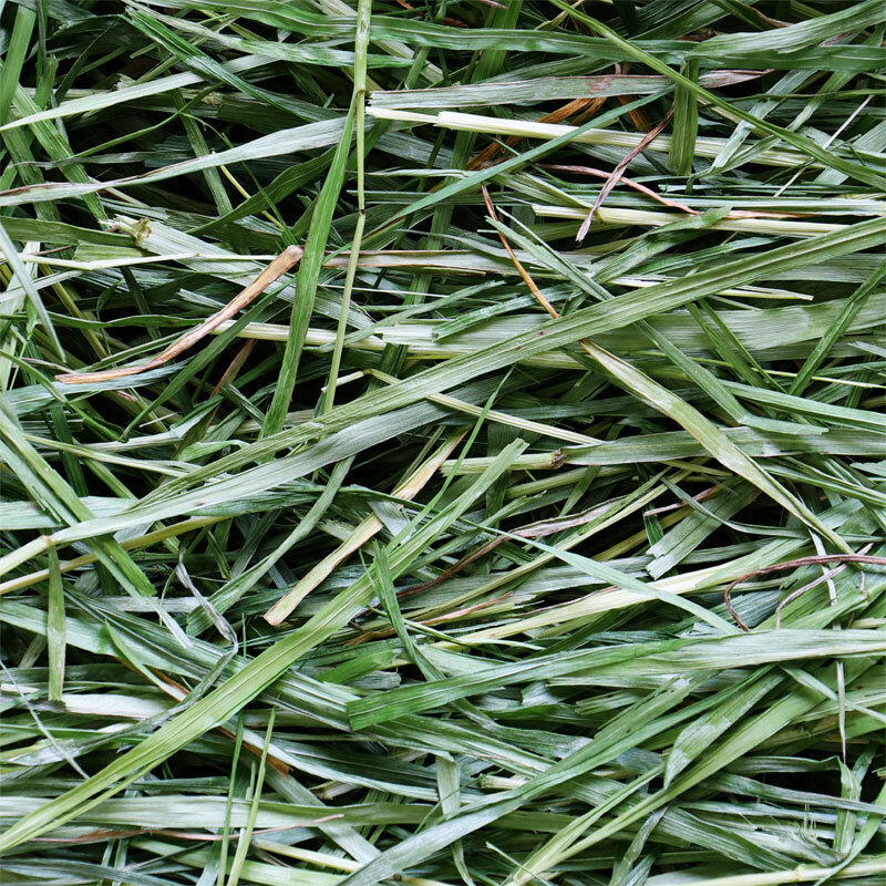 Wooly 高原早摘意大利黑麥草一割 - 450g