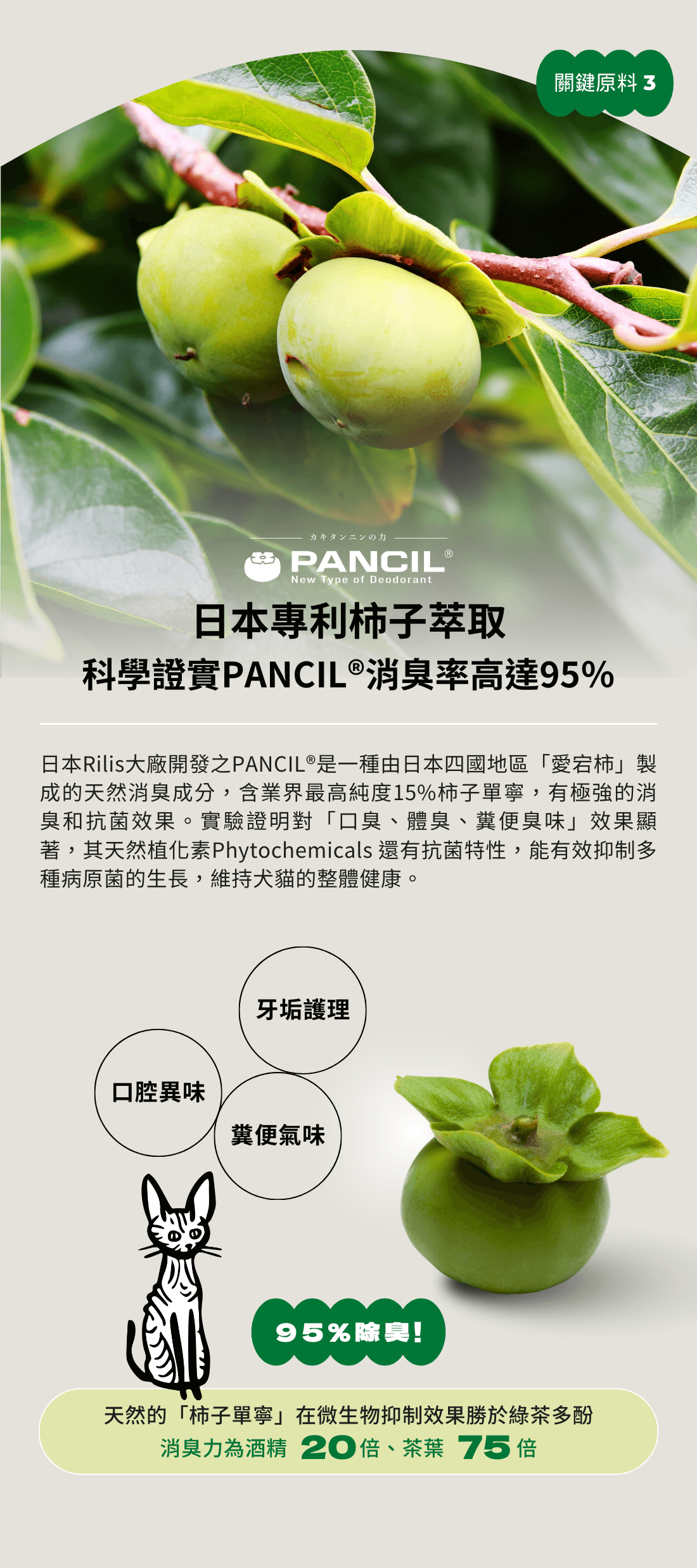 Pro6關鍵原料三日本柿子