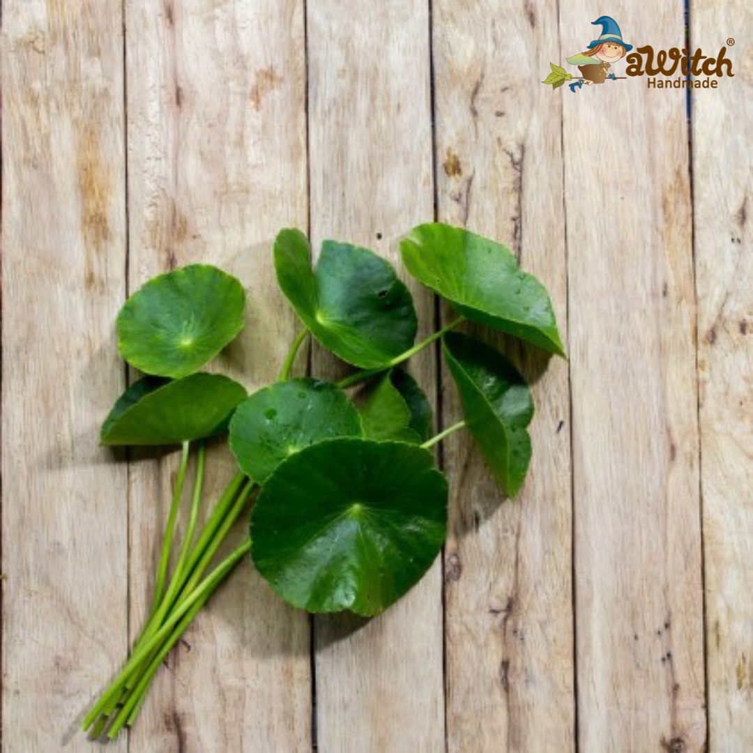 積雪草萃取液 積雪草提取 雷公根萃取液 Centella extract