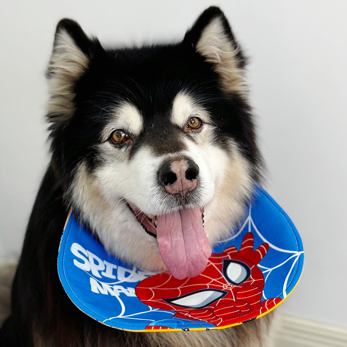 宠物口水巾 卡扣款 可自立 MARVEL系列 钢铁侠 蜘蛛侠