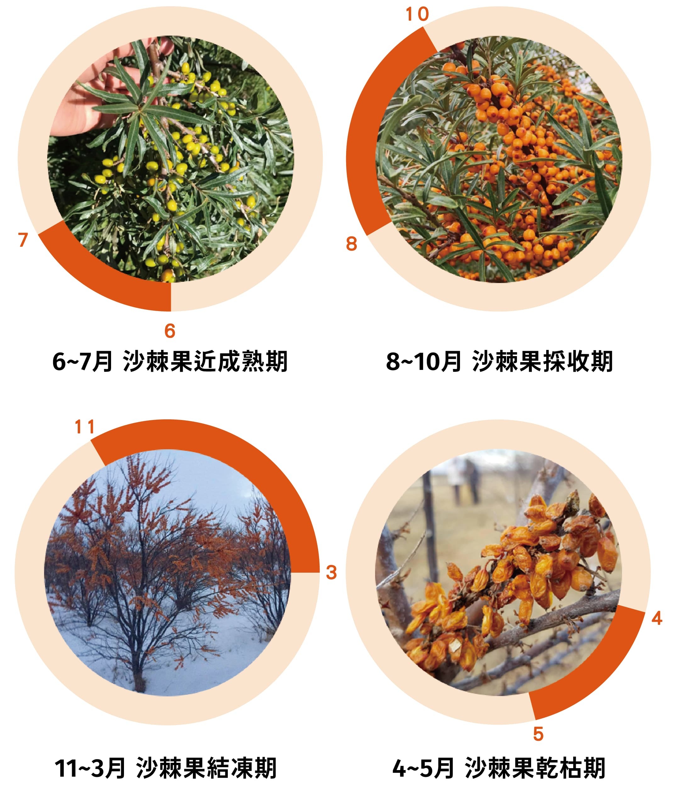 沙棘是唯一經過春夏秋冬四個季節的水果