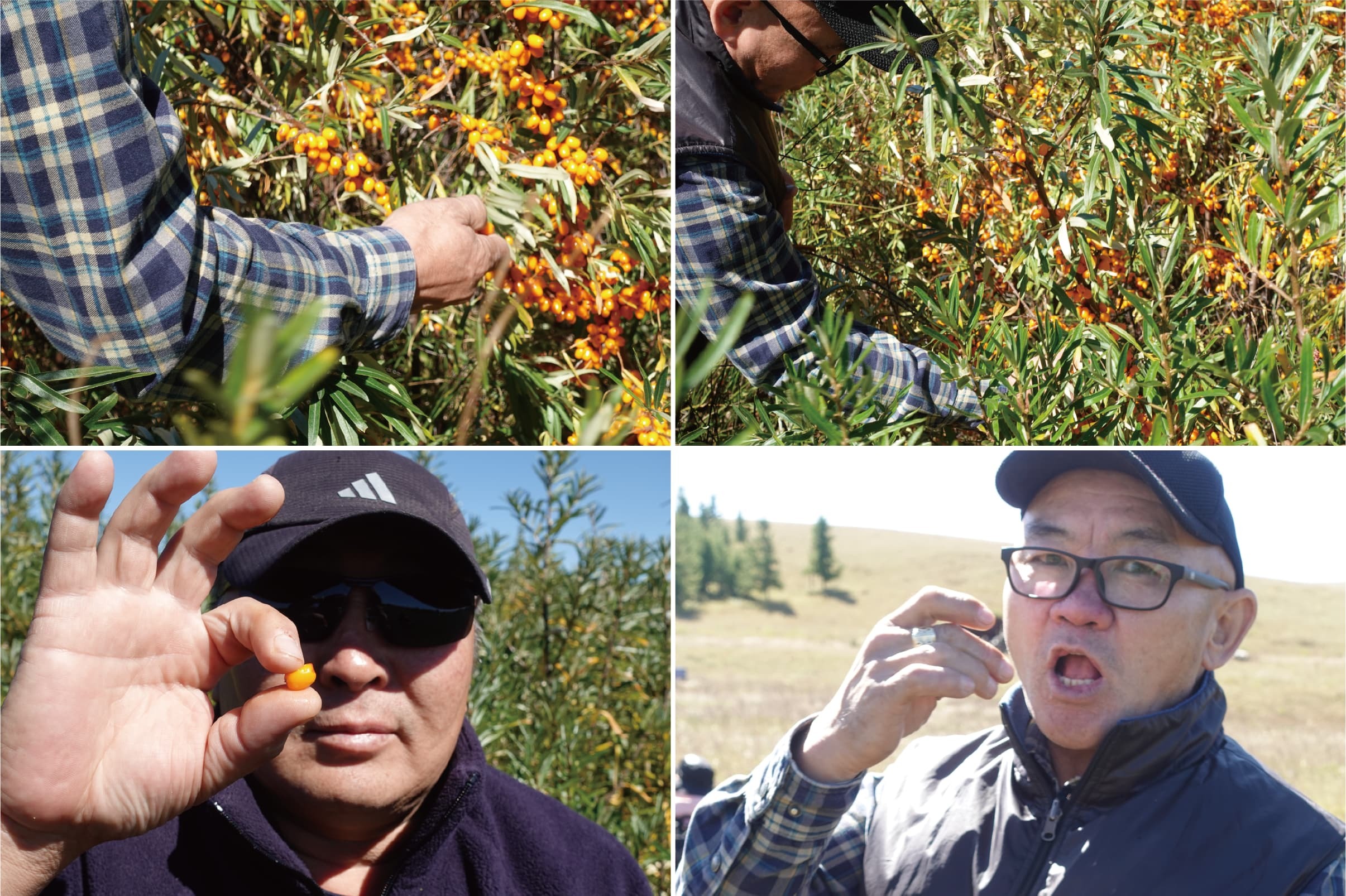 蒙古人都怎麼使用沙棘？吃果實、喝果汁、喝油都是日常