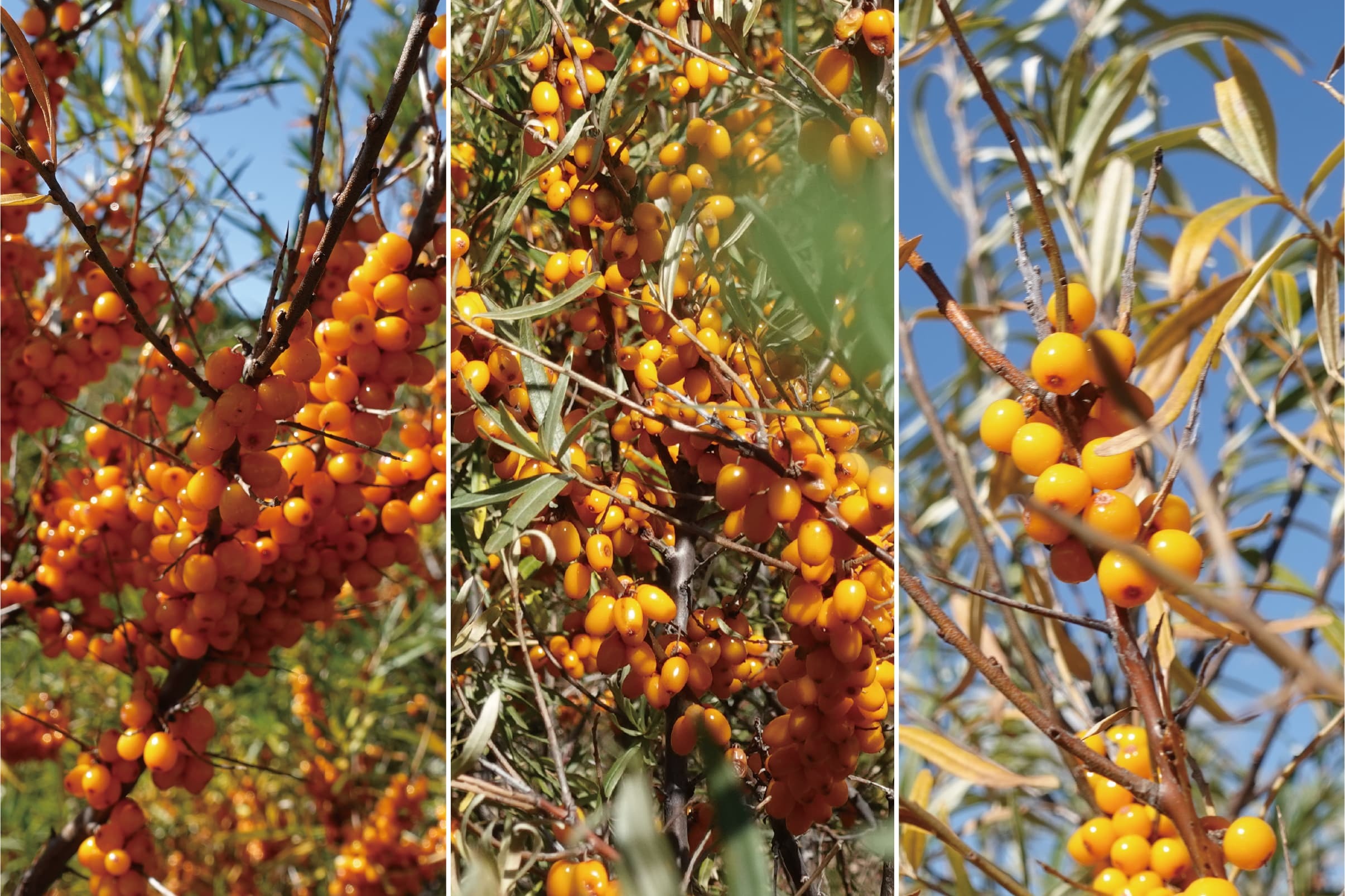 原來採收沙棘這麼辛苦！走進沙棘園 才發現都是刺
