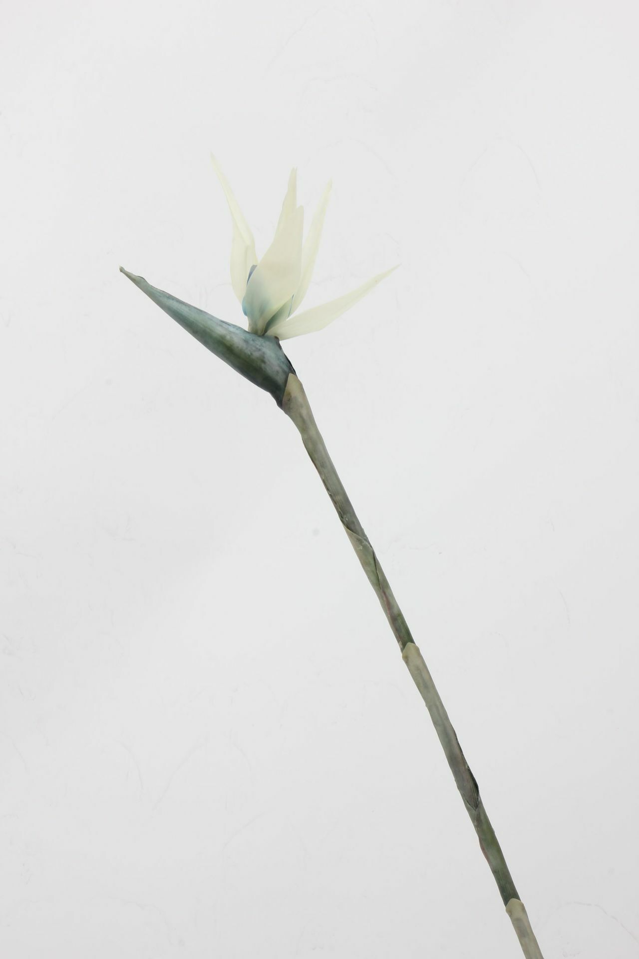 仿真手感天堂鳥