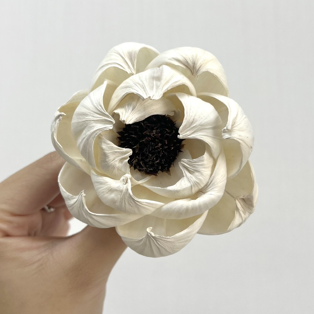 越南索拉花 松果牡丹 8CM<五支一把>