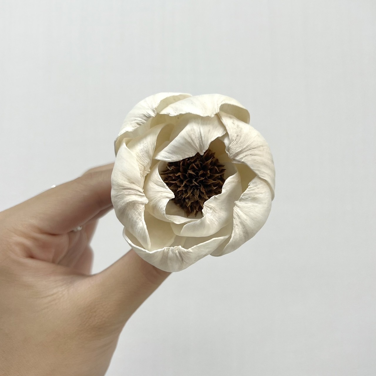 越南索拉花 松果牡丹6CM<十支一把>