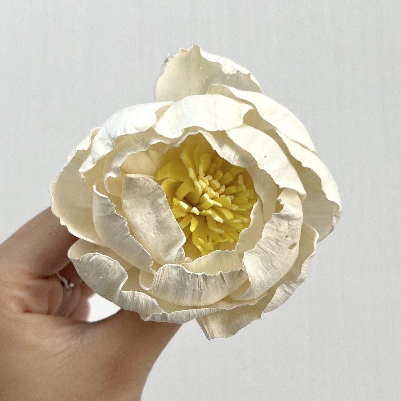 越南索拉花 牡丹(黃心) 8CM<五支一把>