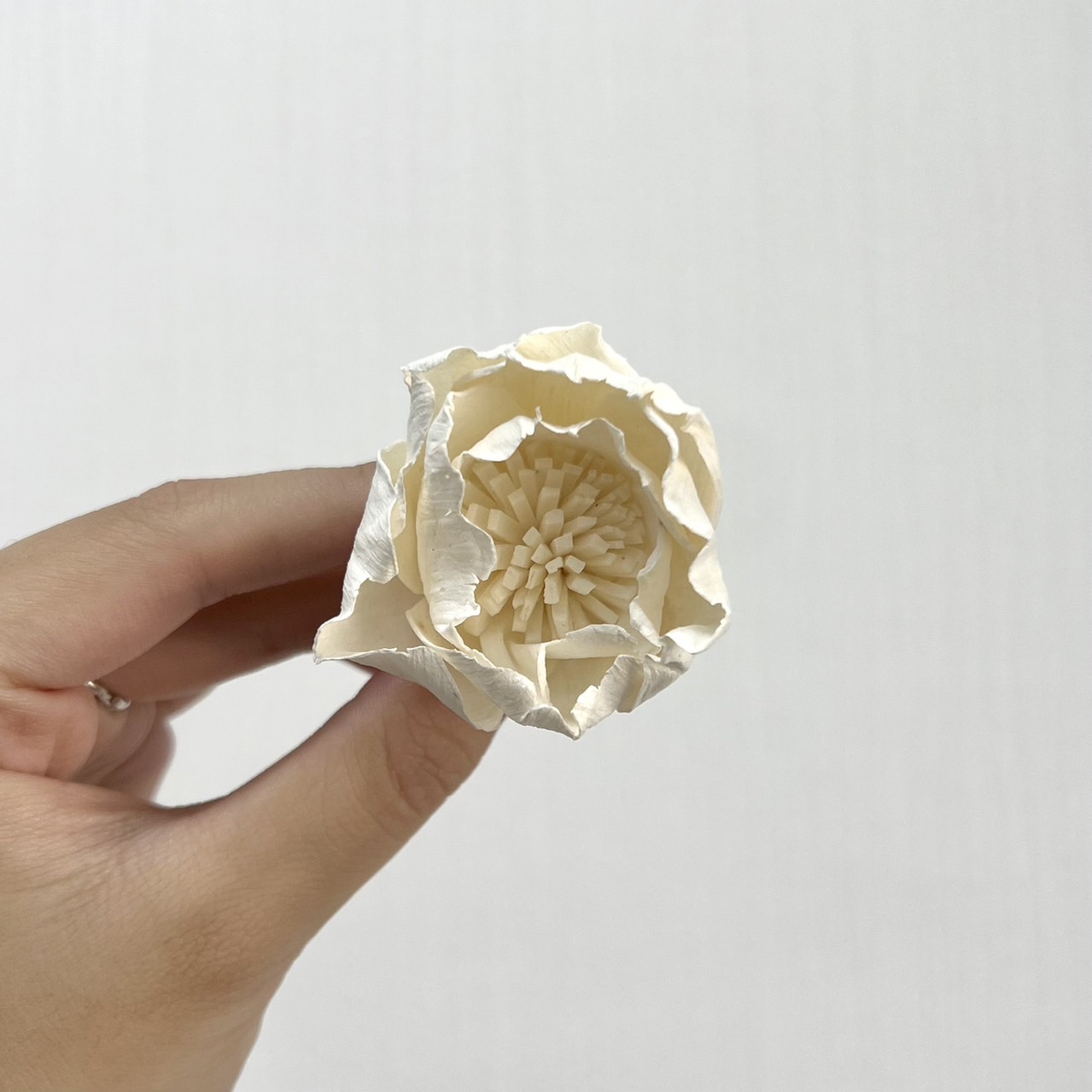 越南索拉花 惡魔玫瑰 4CM<十支一把>