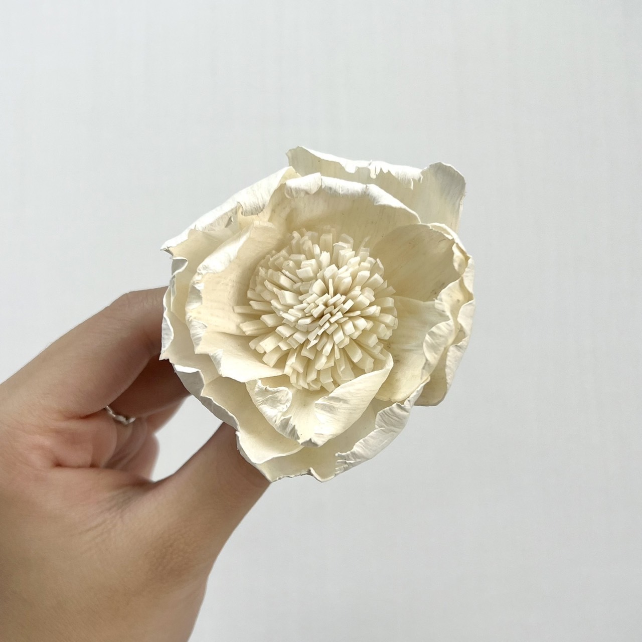 越南索拉花 惡魔玫瑰 6CM<十支一把>