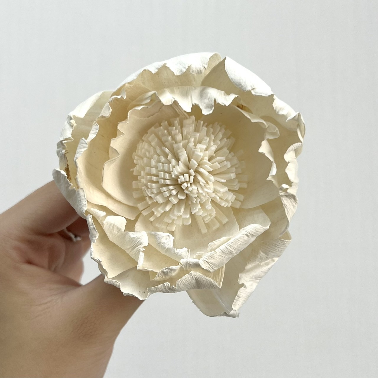 越南索拉花 惡魔玫瑰 8CM<五支一把>