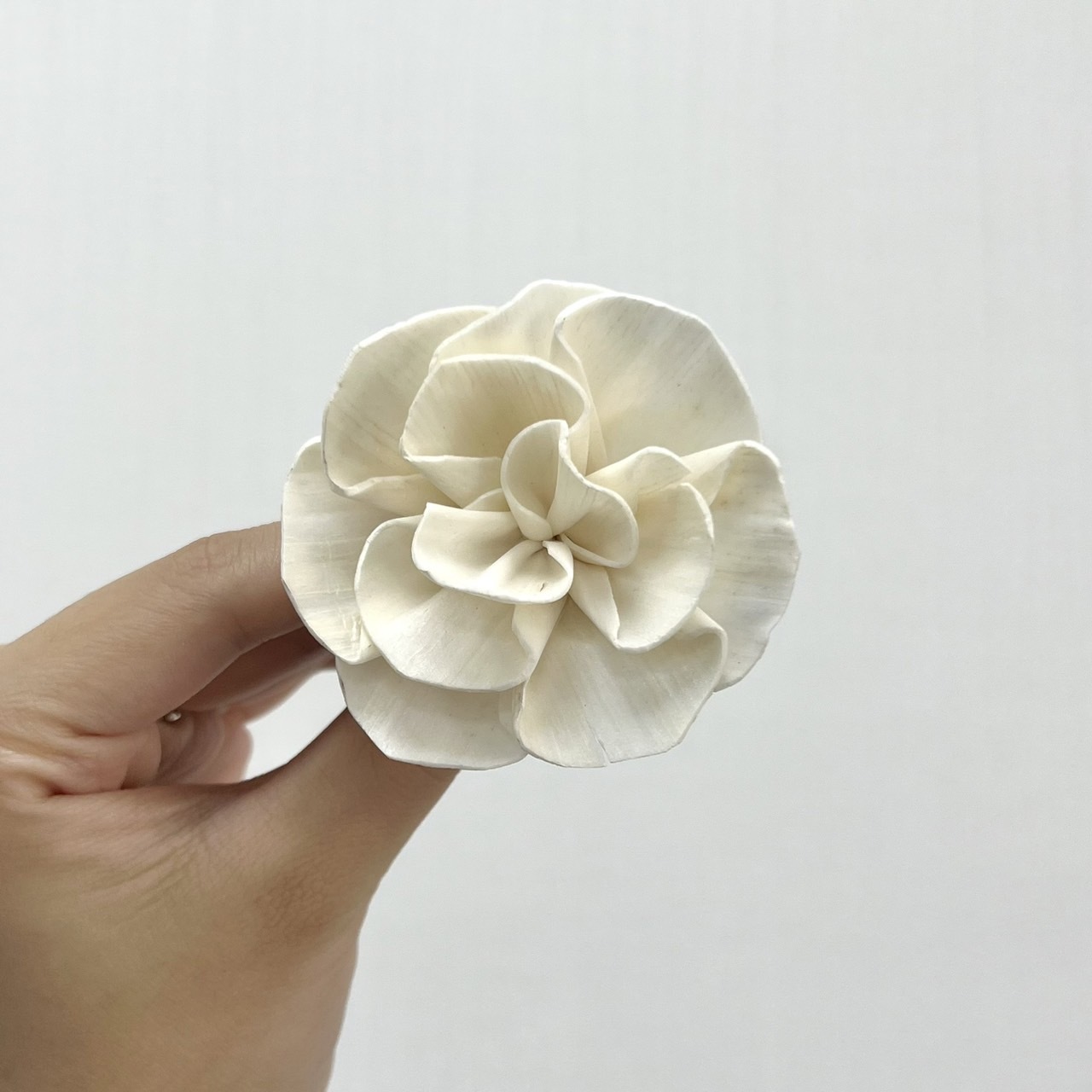 越南索拉花 圓瓣晚香玉 6CM<十支一把>