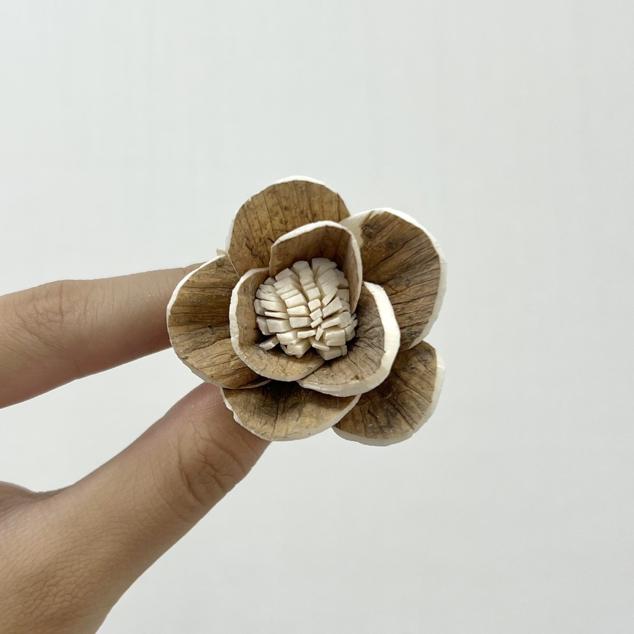 越南索拉花 木片白頭翁 4CM<十支一把>