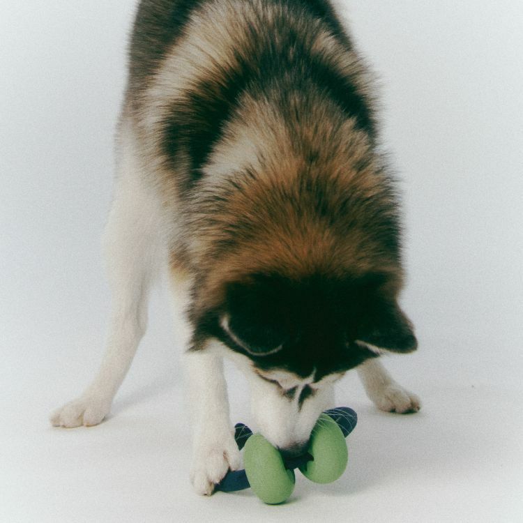 Roika -Dango ring多功能漏食玩具(三色）