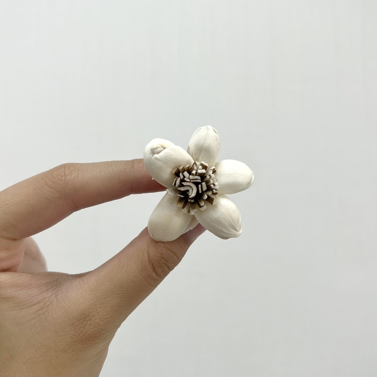 越南索拉花 星型茉莉 3CM<十支一把>