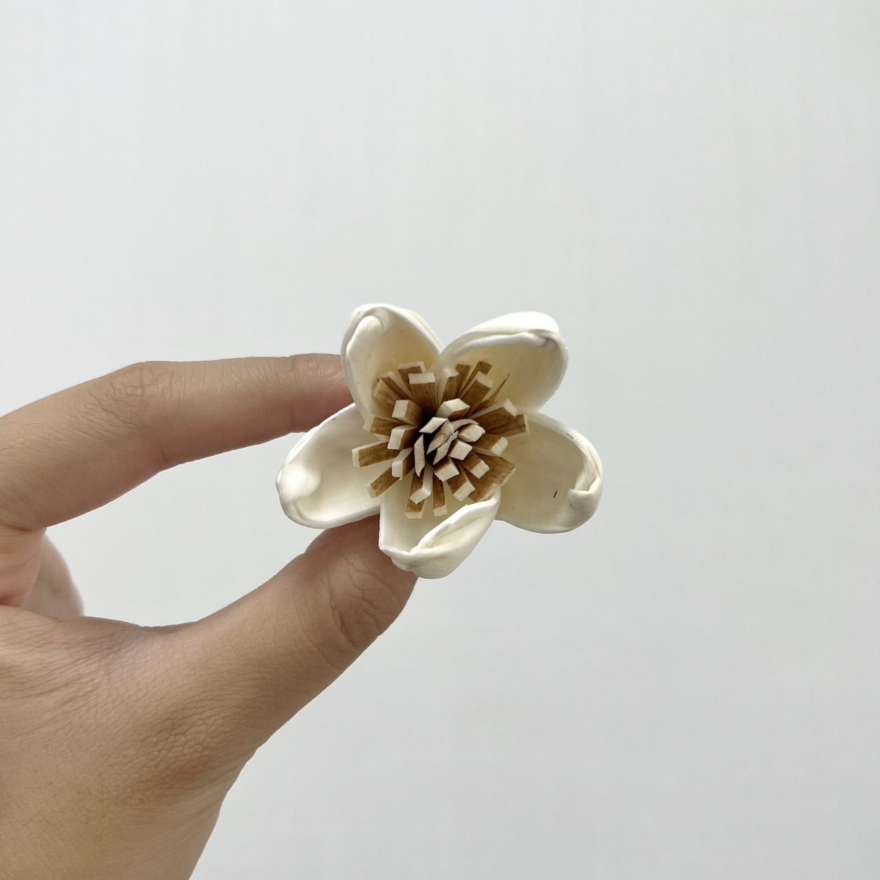 越南索拉花 迷你蓮花(咖啡心) 3CM<十支一把>