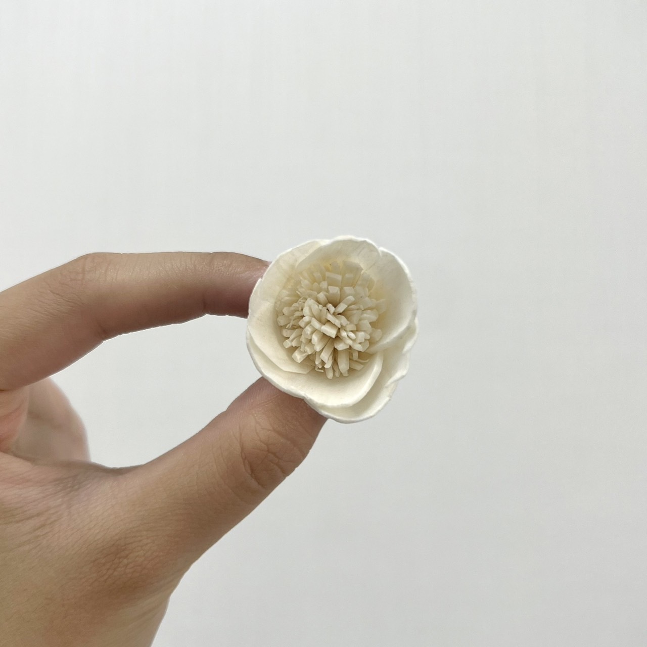 越南索拉花 波斯菊(白心) 3CM<十支一把>