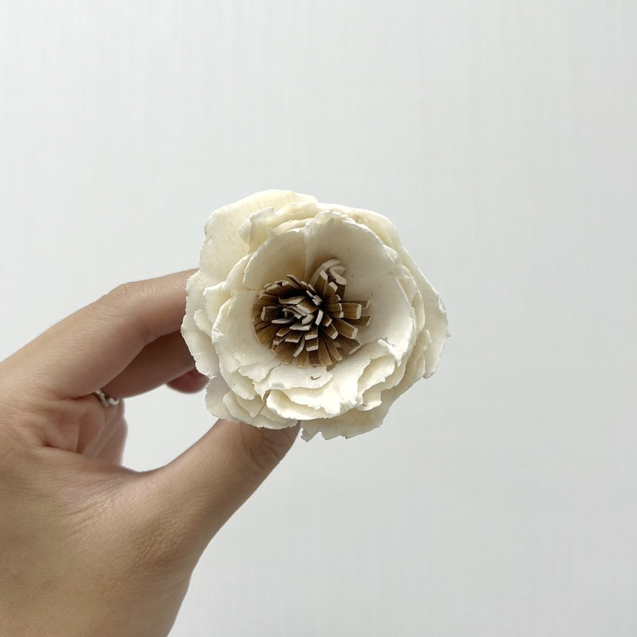 越南索拉花 重瓣波斯菊 4CM<十支一把>