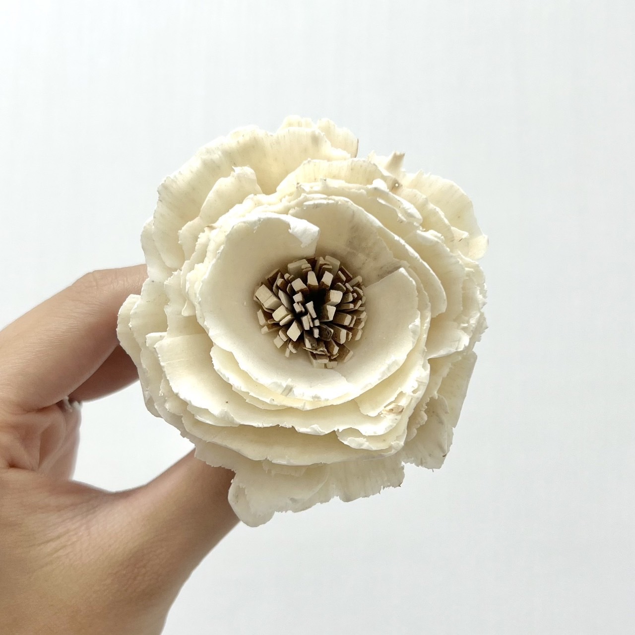 越南索拉花 重瓣波斯菊6CM <十支一把>