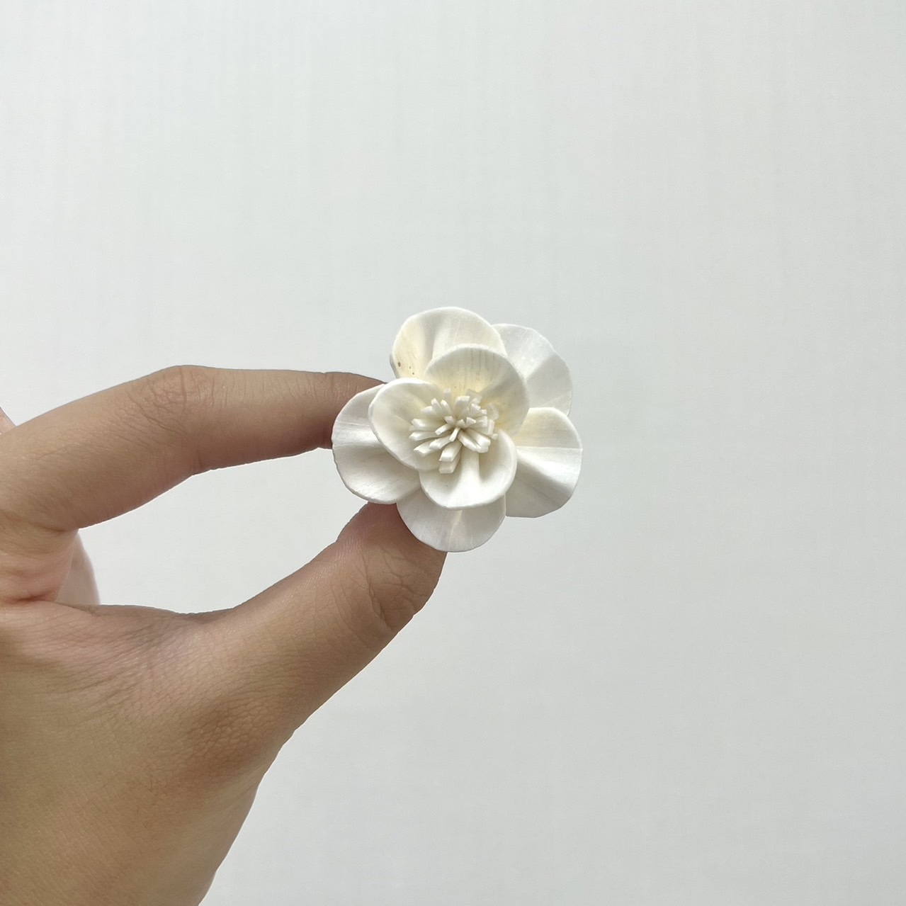 越南索拉花 白頭翁 3CM<十支一把>