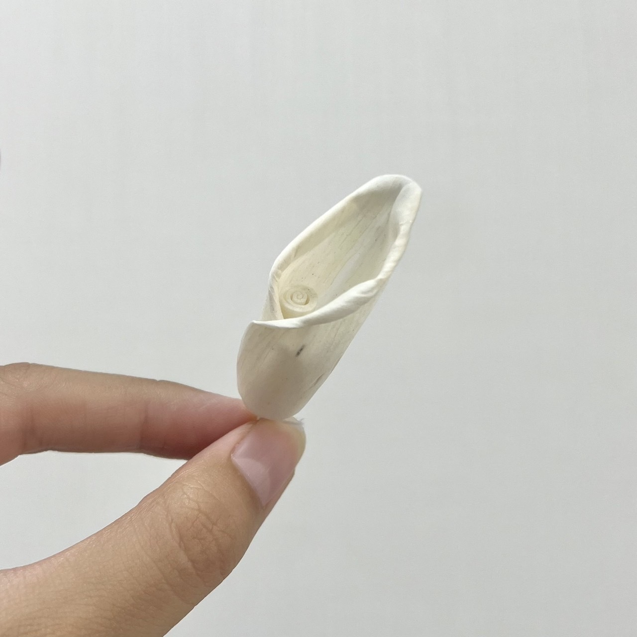 越南索拉花 迷你海芋 5CM<十支一把>