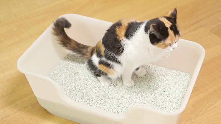 日本製LION獸醫師開發貓砂盤