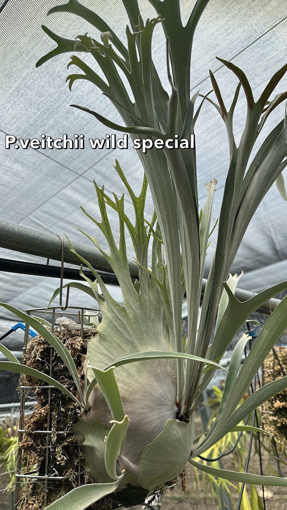 P. veitchii wild original pup Platycerium Veitchii Wild Spore - Etsy