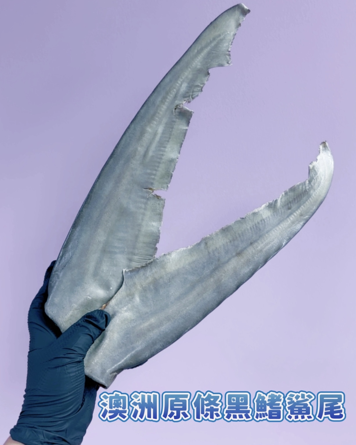 澳洲原條黑鰭鯊尾|含骨