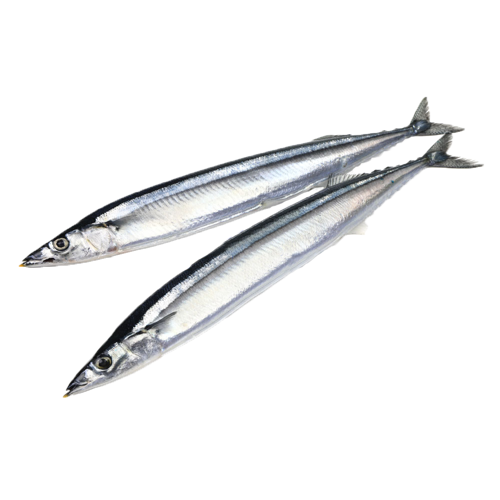 原條鮮魚-秋刀魚