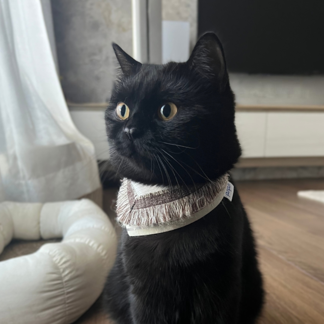 PuriPuri® 寵物領巾 - 萊姆提拉米蘇