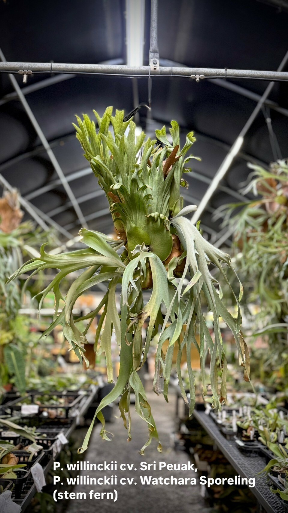 P.willinkii Sri Peuak×willinkii Watchara P. willinckii “Sri Peuak” x P. willinckii “Watchara