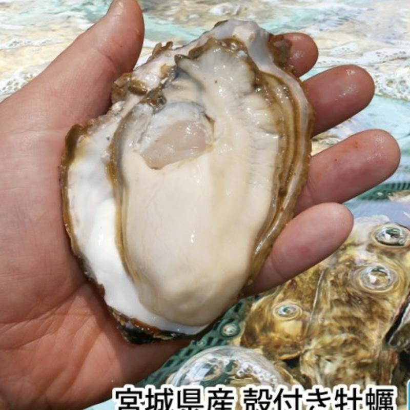 宮城 2L生蠔(1KG)