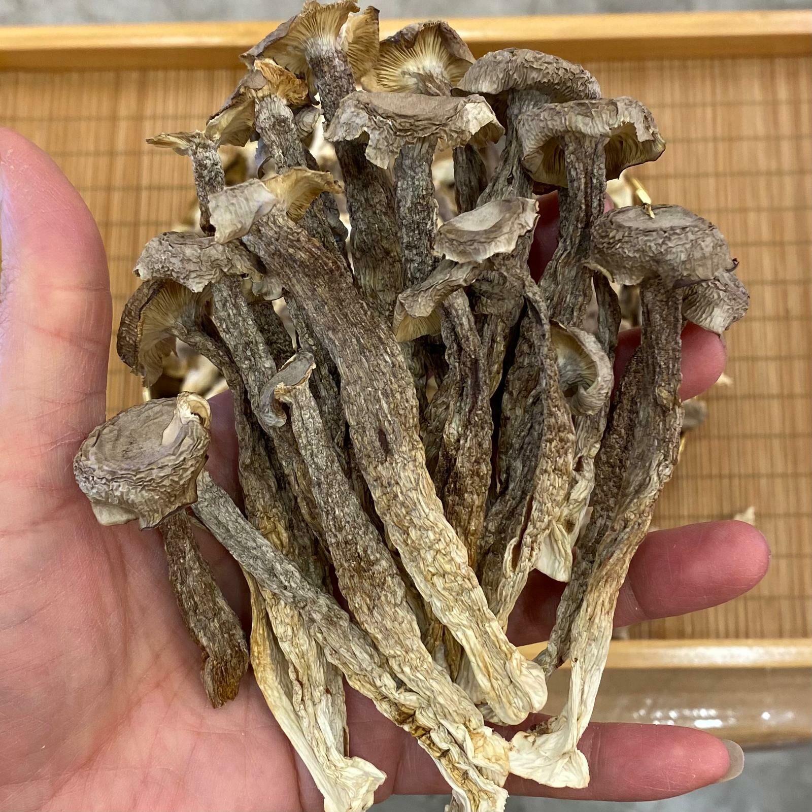 （150克）鹿茸菇