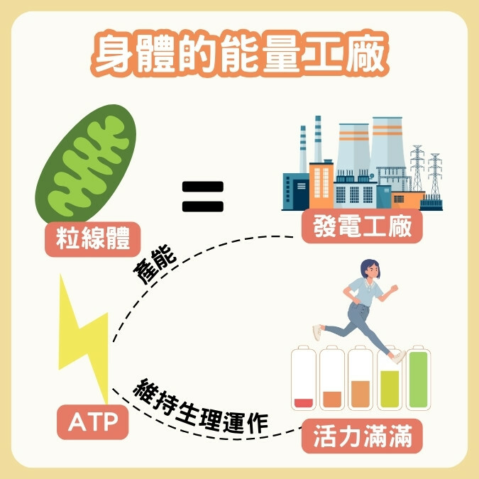 粒線體是什麼