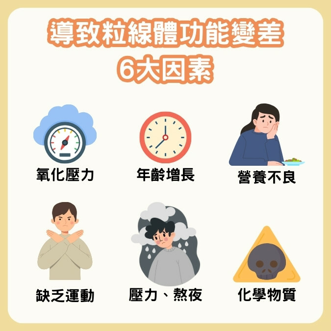 導致粒線體功能變差