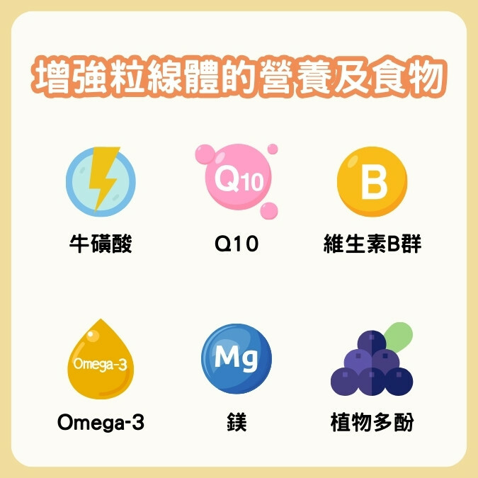增強粒線體的營養及食物